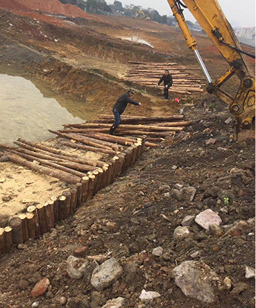 防洪松木打樁木